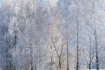 Background of the snowy birch trees