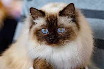 Birman Sacred Cat of Burma portrait