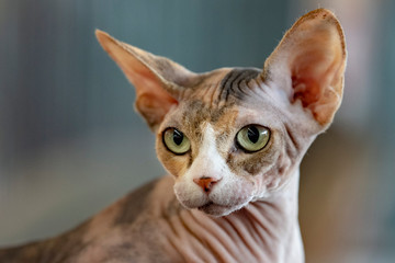 sphynx cat close up portrait