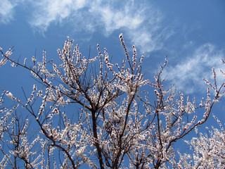branches of a tree