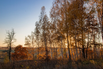 Obraz premium Beautiful autumn forest landscape