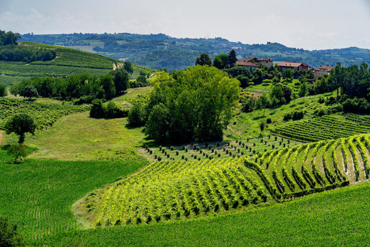 Road to Govone and San Martino Alfieri, Asti, in Monferrato