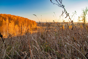 Obraz premium Beautiful autumn forest landscape