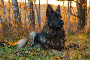 dog sitting in autumn forest. The sunset and falling leaves. Portrait of a shepherd