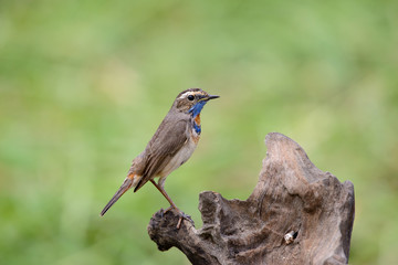 Male Bluethroats from Alaska, Bluethroat is one of the handful of birds that breed in North America and winter in Asia.