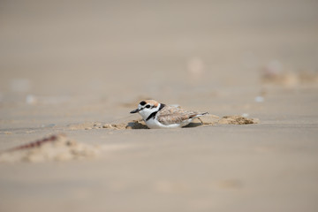 Malaysian plover is a small wader that nests on beaches and salt flats in Southeast Asia.