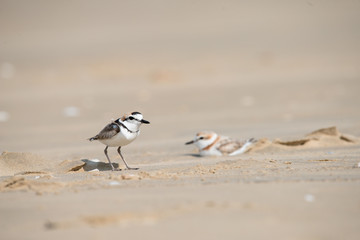 Malaysian plover is a small wader that nests on beaches and salt flats in Southeast Asia.