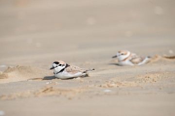 Malaysian plover is a small wader that nests on beaches and salt flats in Southeast Asia.