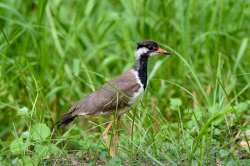 Red-wattled lapwing is an Asian lapwing or large plover, a wader in the family Charadriidae. They are ground birds that are incapable of perching.