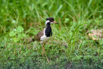 Red-wattled lapwing is an Asian lapwing or large plover, a wader in the family Charadriidae. They are ground birds that are incapable of perching.