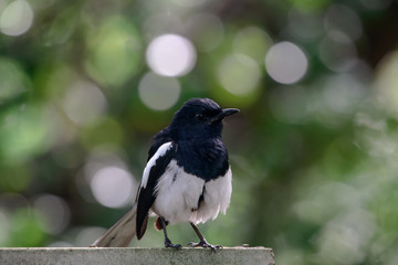 Oriental magpie-robin, they are common birds in urban gardens as well as forests.