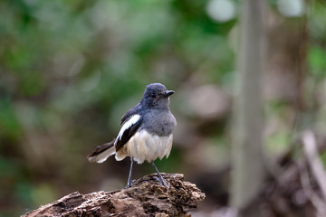 Oriental magpie-robin, they are common birds in urban gardens as well as forests.