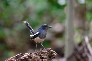 Oriental magpie-robin, they are common birds in urban gardens as well as forests.