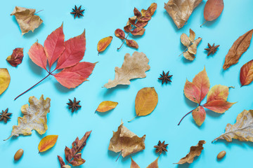 Fallen colorful leaves and pumpkin on punchy blue. Autumn composition as pattern. Top view.