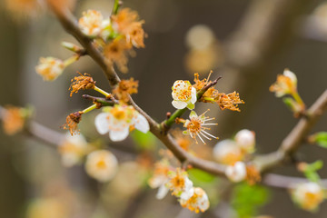 blüte farbe natur close up nature blossom color garden plant flora makro macro no people day