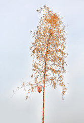 Dried bamboo tree decorative with colorful light bulb and Chinese lantern against white sky background.