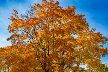 Fototapeta na wymiar Autumn forest and blue sky landscape. Autumn forest gorgeous, beautiful scene. Golden autumn forest tree.