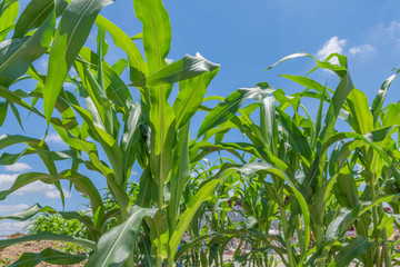 Closeup Corn tree and green leaves on blue sky and clouds background.