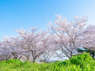 Cherry blossom. Sakura