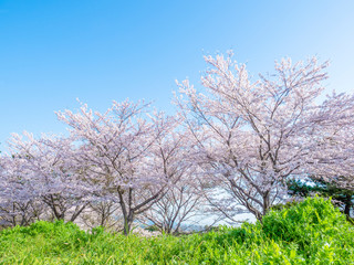 Cherry blossom. Sakura © ruiruito