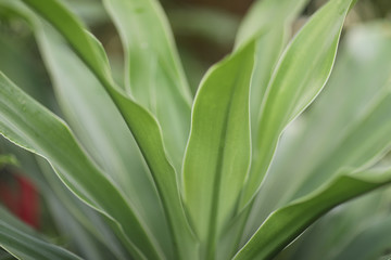 Long juicy green leaves of an ornamental plant on a flower bed