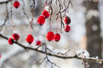 Frosted red hawthorn berries under snow on a tree in the garden
