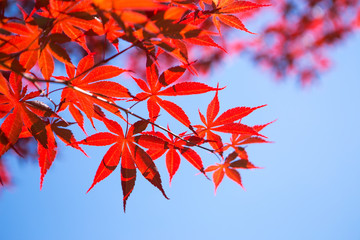 Colorful red maple leaves in autumn with clear sky background