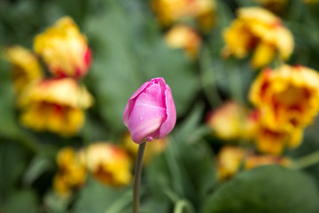 tulips in a park