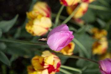 Fototapeta premium tulips in a park
