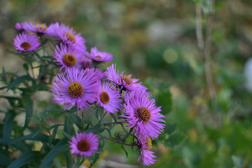 Obraz premium Aster novi-belgii Karminkuppel purple flowers in the garden