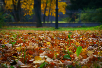 Bright and colorful background made of fallen autumn leaves. Autumn leaves background. Fall.