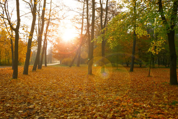 Obraz premium bright, beautiful, colorful autumn park