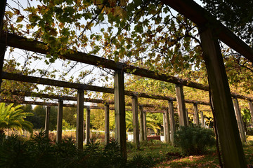 Fototapeta premium Treille de vigne en automne