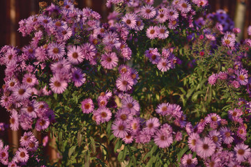 Obraz premium Aster novi-belgii Karminkuppel pink flowers in the garden