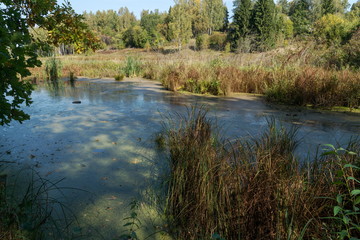 Осень в лесу, озеро.