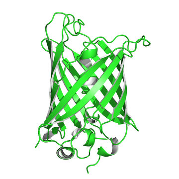 Green fluorescent protein is a biosensor often used in molecular biology as a reporter of expression. Cartoon model.