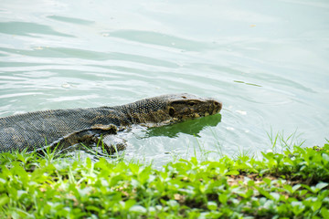 Water Monitor (Varanus salvator) is swimming in the pond.