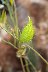 Faux cotonnier (Gomphocarpus fruticosus) en Corse