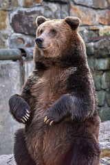Friendly brown bear sitting  in the zoo