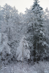 Зимний пейзаж. Заснеженный лес крупным планом. облачный день, серые цвета. Монохромные цвета.