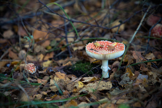 Rode paddestoel met witte stippen op een herfst achtige achtergrond