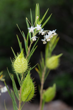 Faux cotonnier (Gomphocarpus fruticosus) en Corse