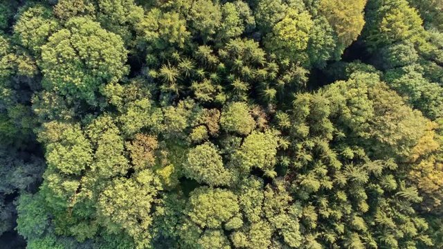 Landscape sunset rotating over mixed tree forest yellow and green trees