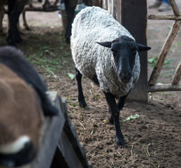 sheep in farm