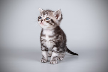 American shorthair cat on colored backgrounds