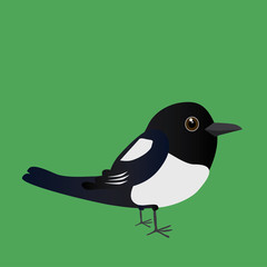 Fototapeta premium An illustration of a cute magpie 
