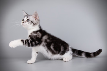 American shorthair cat on colored backgrounds