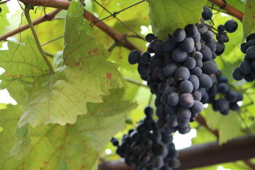 Black grapes in green leaves
