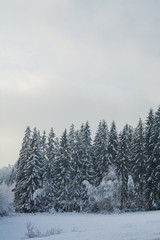 Fototapeta na wymiar Зимний пейзаж. Заснеженный лес крупным планом. облачный день, серые цвета. Монохромные цвета.