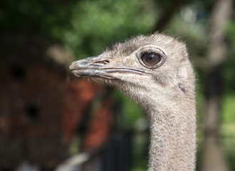 Ostrich in a zoo